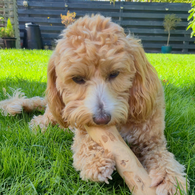 Dog chewing on a coffee wood stick in a grassy area