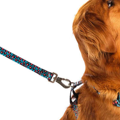 Golden Retriever wearing the Blue Leopard Print Willow Lead