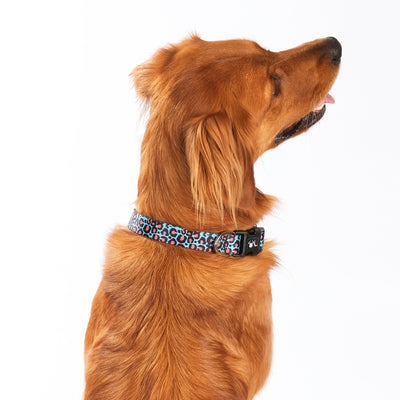 Golden Retriever wearing a Blue Leopard Print Willow Dog Collar