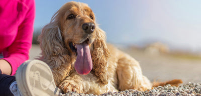 Dog Walk Essentials Every Owner Needs to Beat the Summer Heat