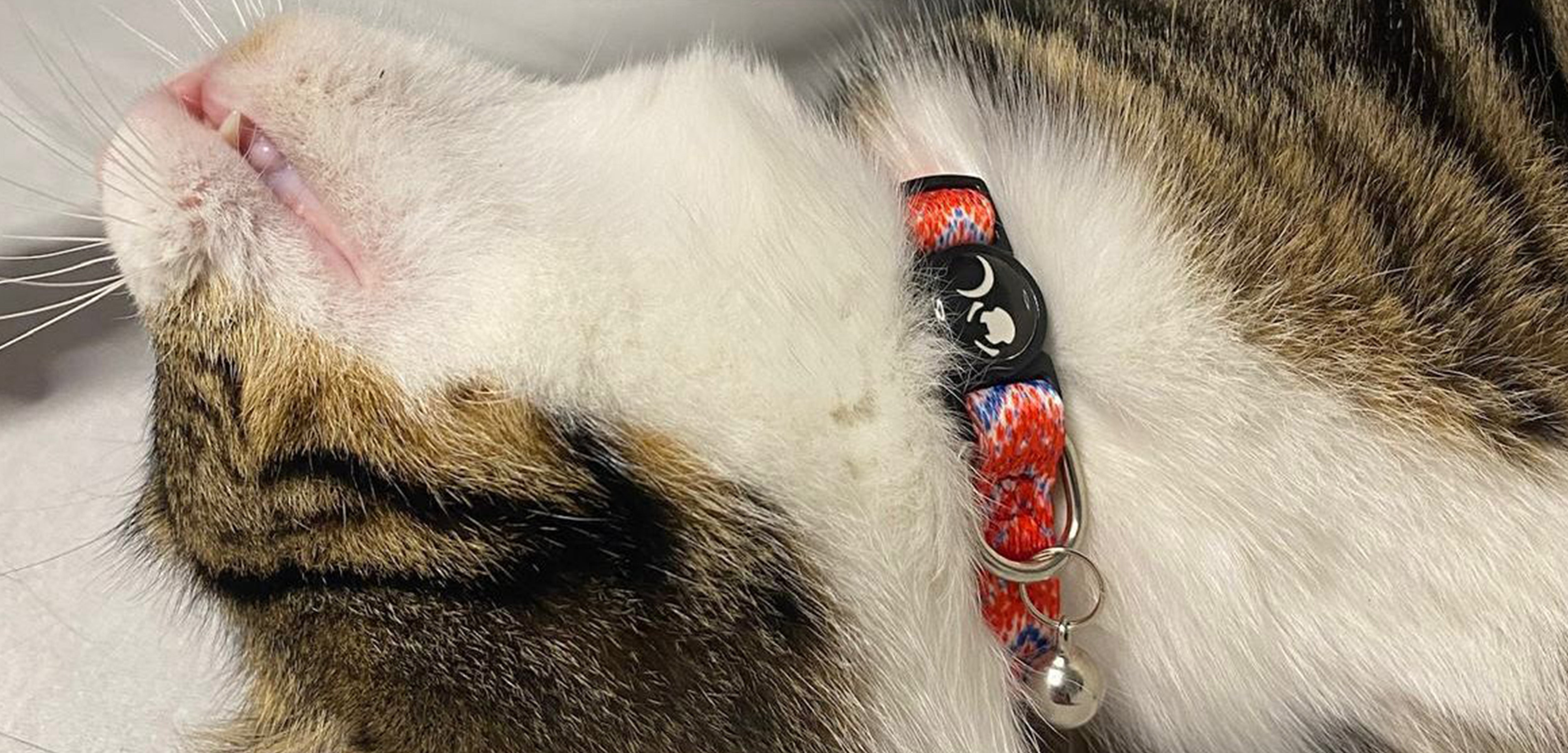 cat wearing a breakaway collar
