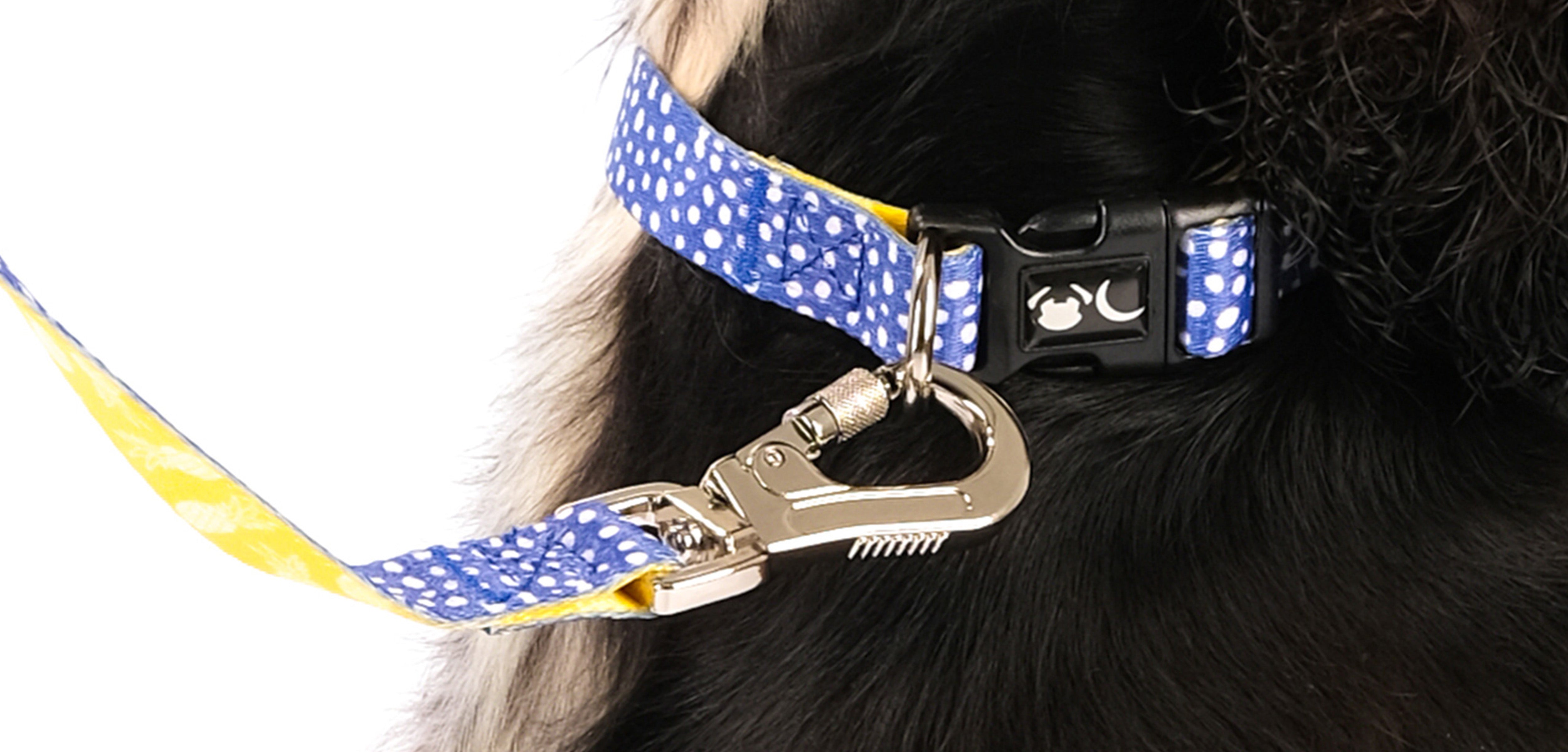 Collar & Lead Coordination: Creating a Stylish Pet Look