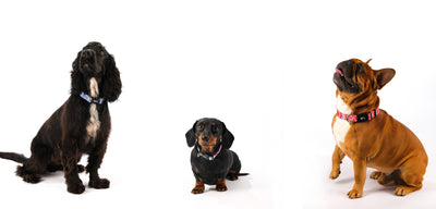 Everything You Need To Know About Dog Collar Fit & Safety