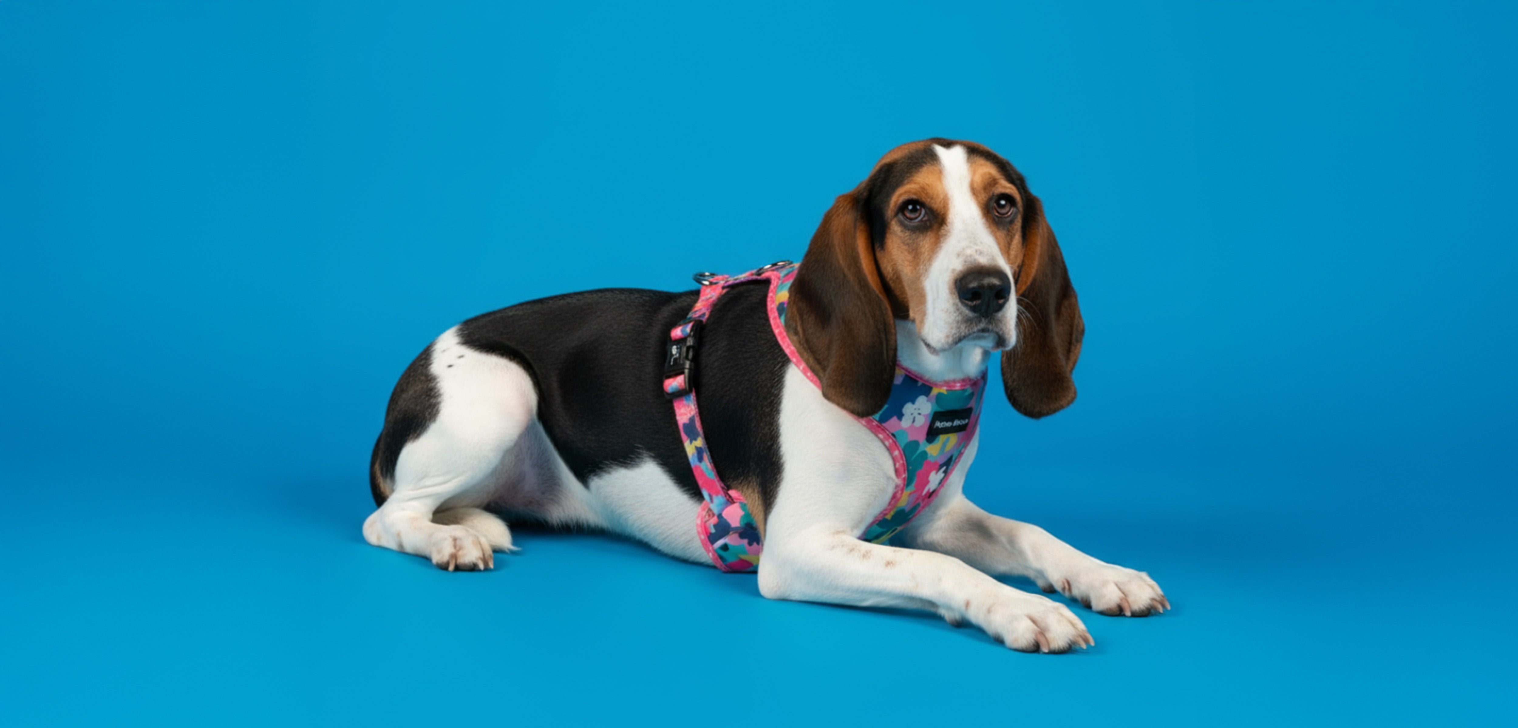 A dog wearing a harness