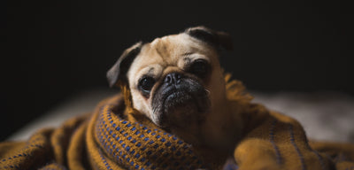 How Much Sleep Do Dogs Need to Stop Bad Behaviour