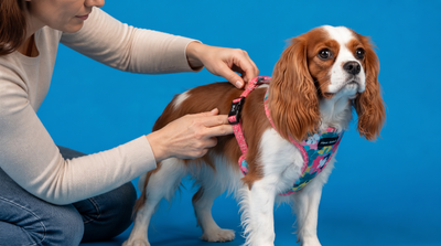 How to Fit a Mesh Dog Harness