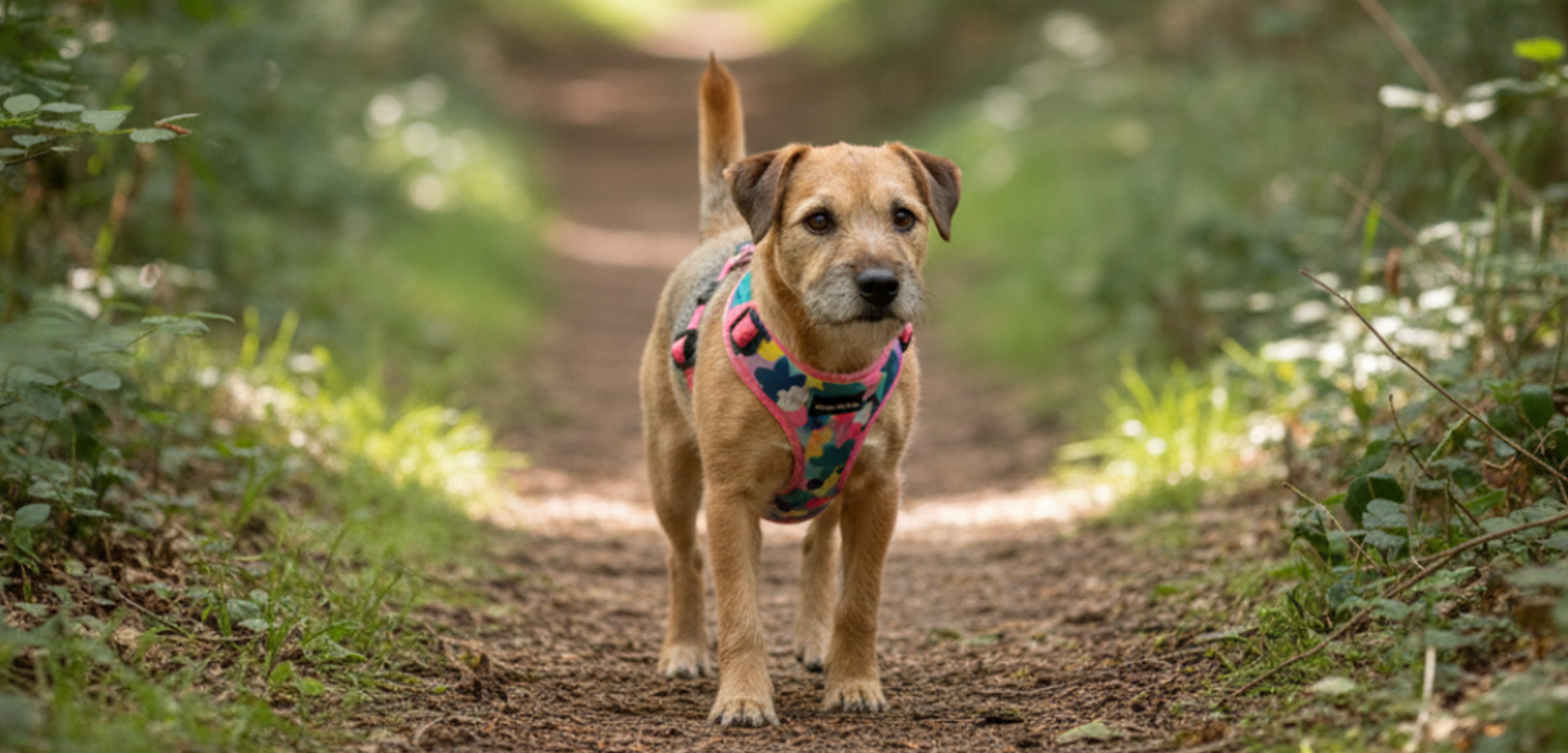 Pros and Cons of Dog Harness Materials