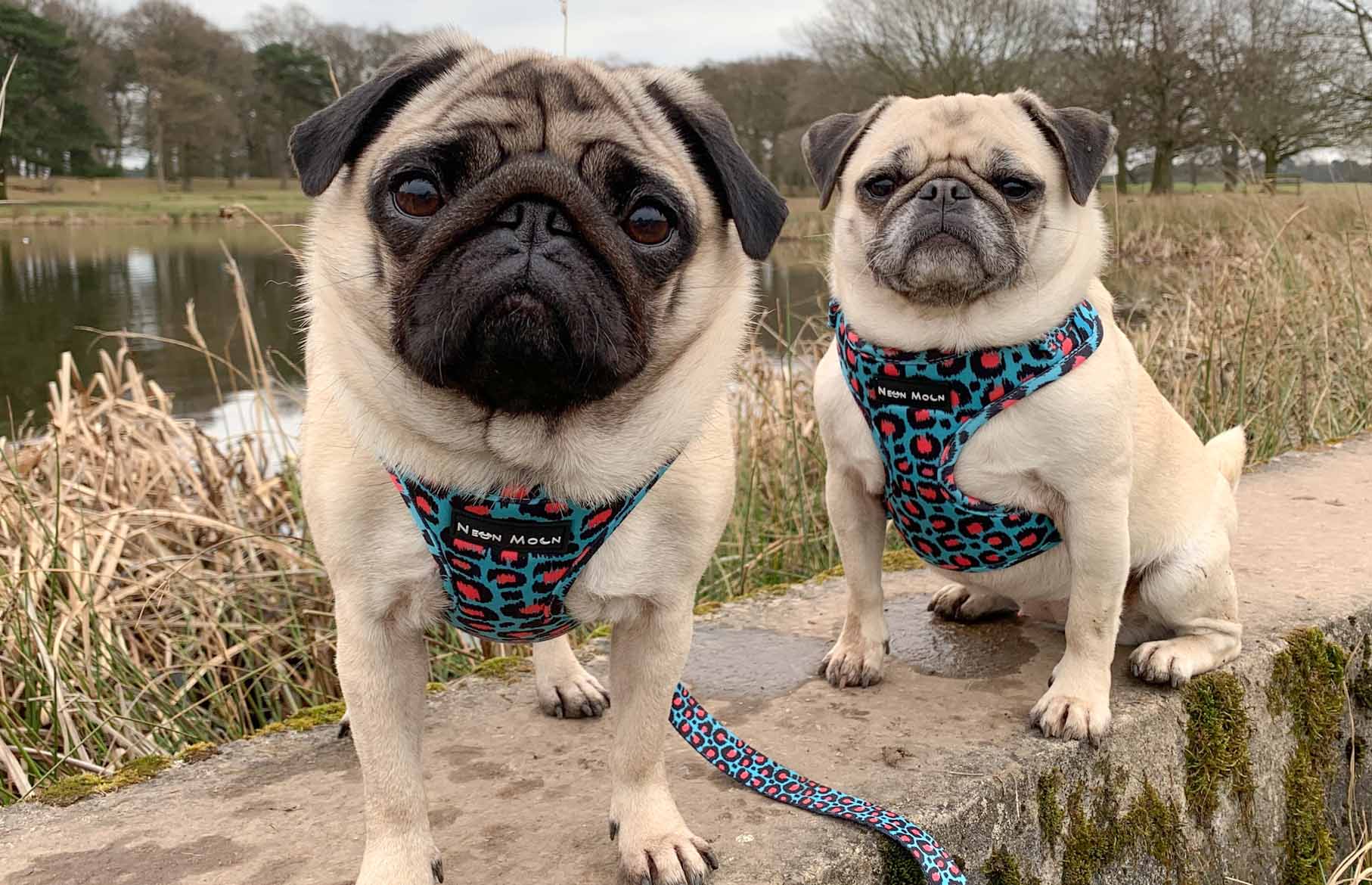 Best Dog Harnesses for Every Breed & Size