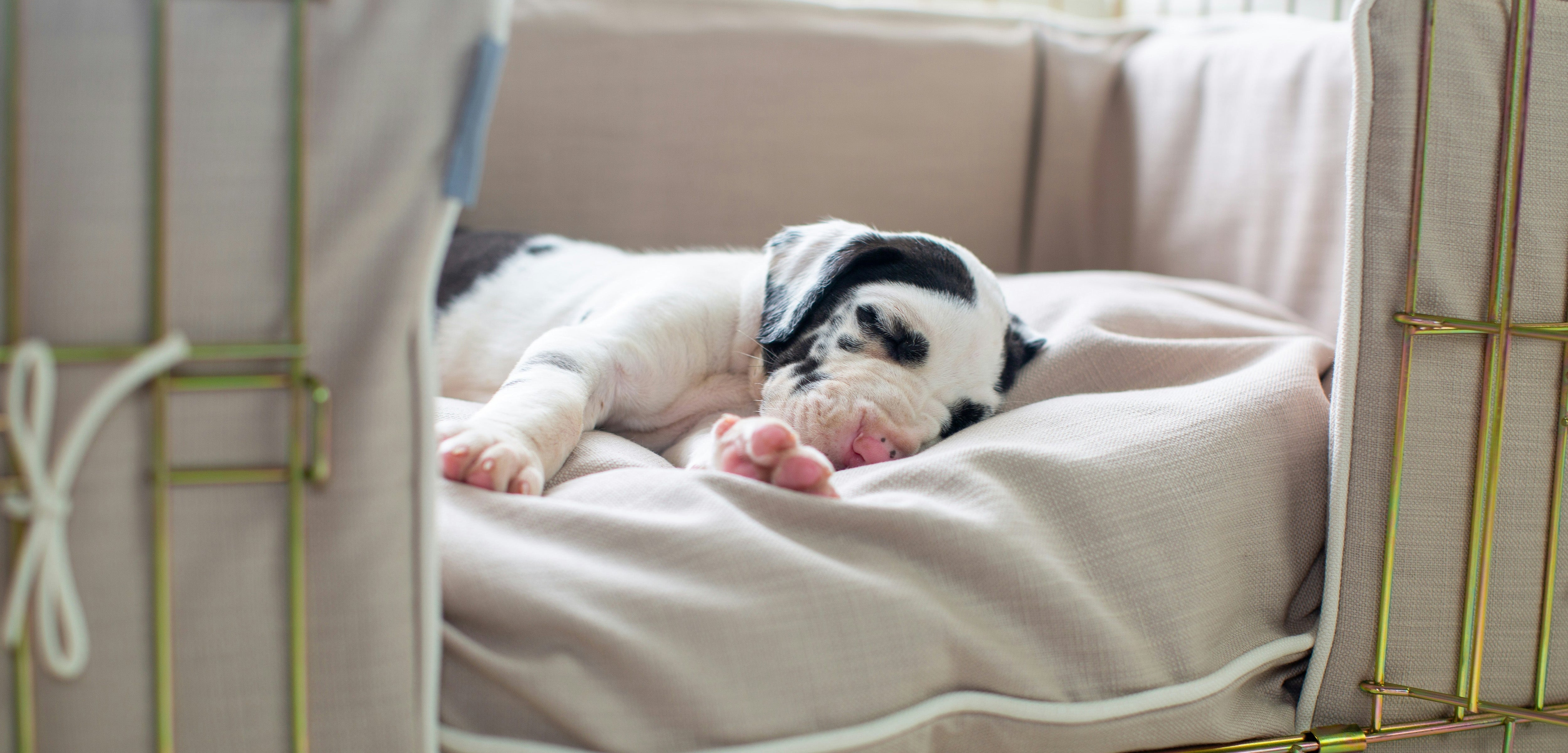 Essential puppy items needed for first time dog owners