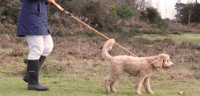 Stop Your Dog Pulling with a Figure of 8 Lead Training