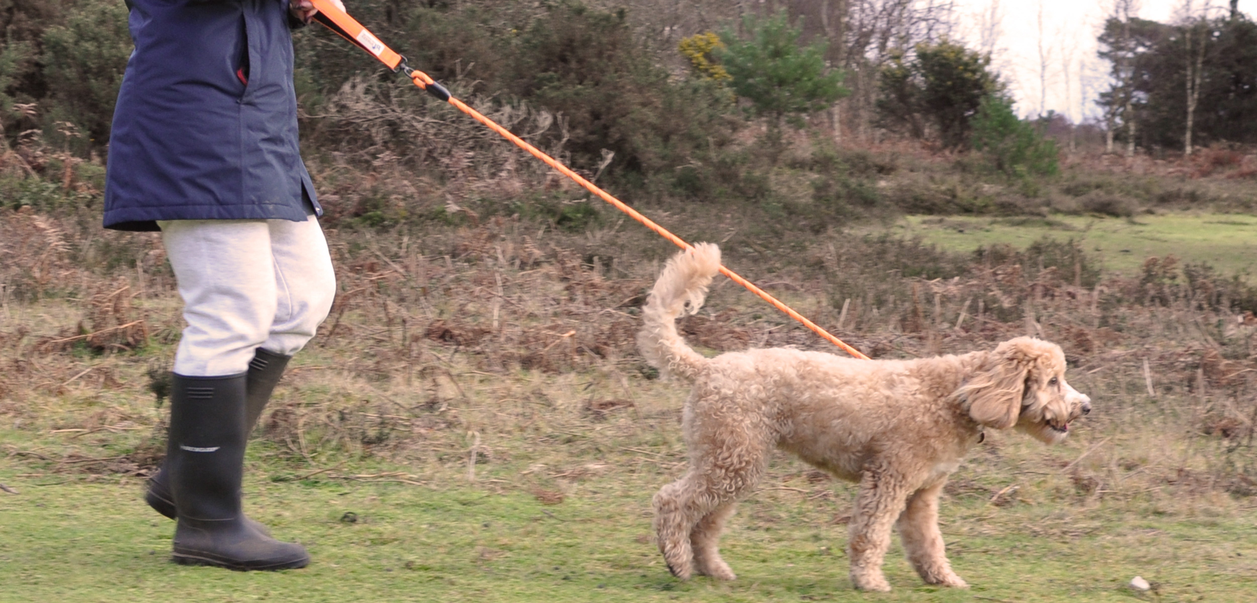 Stop Your Dog Pulling with a Figure of 8 Lead Training