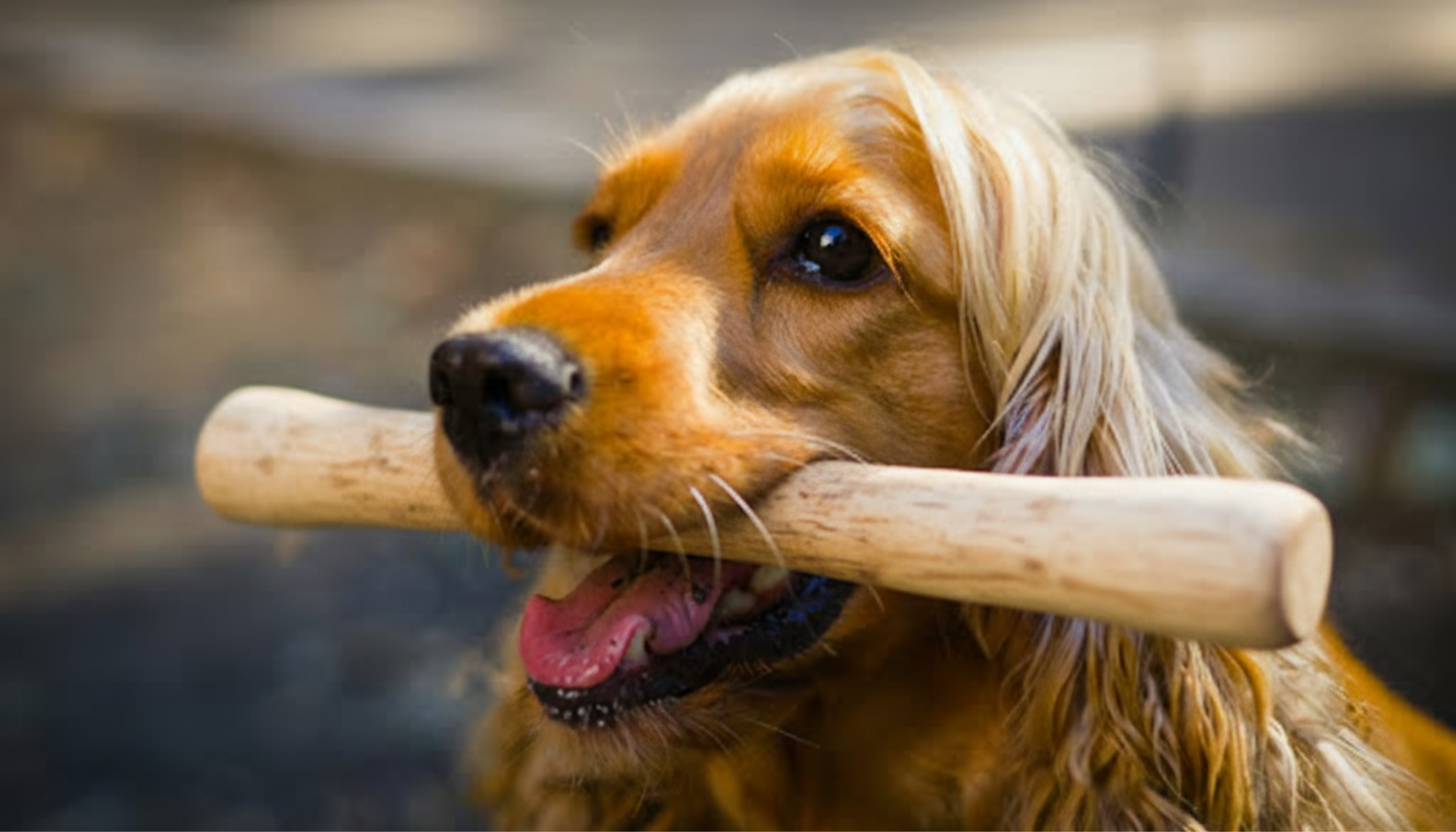 A dog with a coffee wood dog chew in its mouth