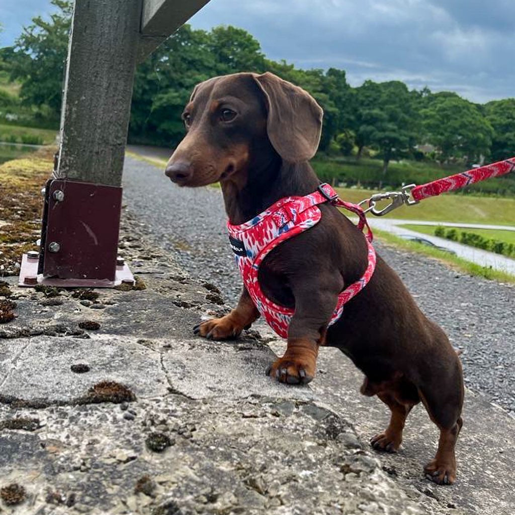 Dachshund wearing a red floral harness on a leash, standing on a road with trees in the background.