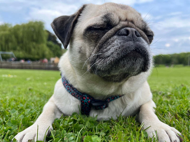 Pug dog lying on grass with a blurred background of trees and people wearing a blue harness 