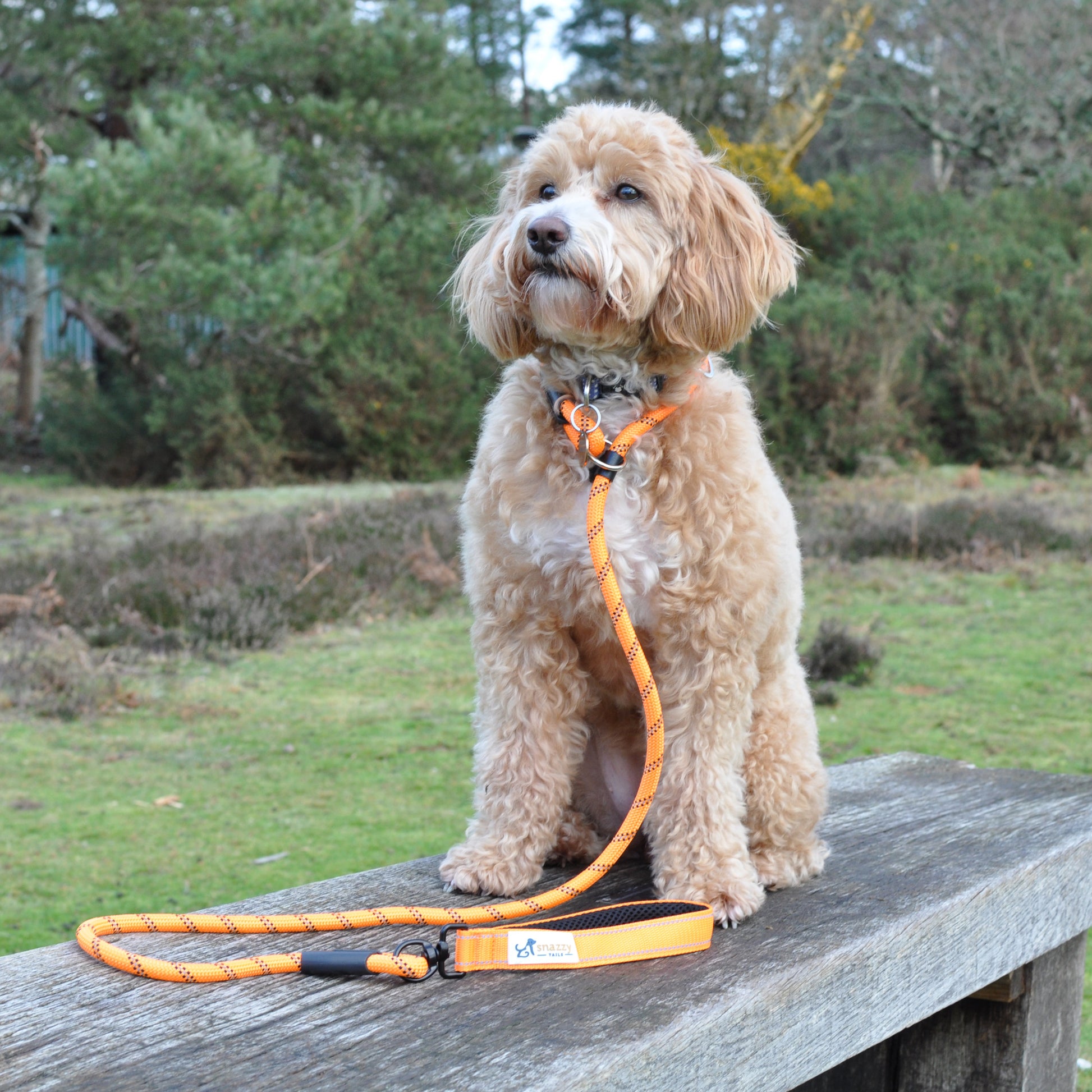 Dog with an orange rope lead sitting on a wooden bench outdoors