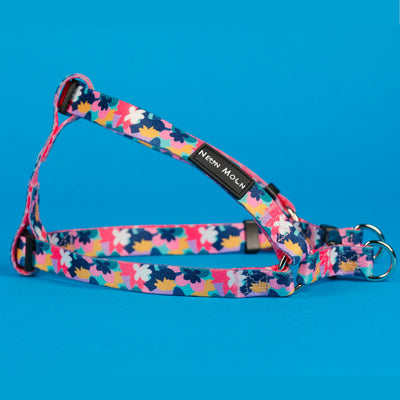 Multicoloured step in dog harness