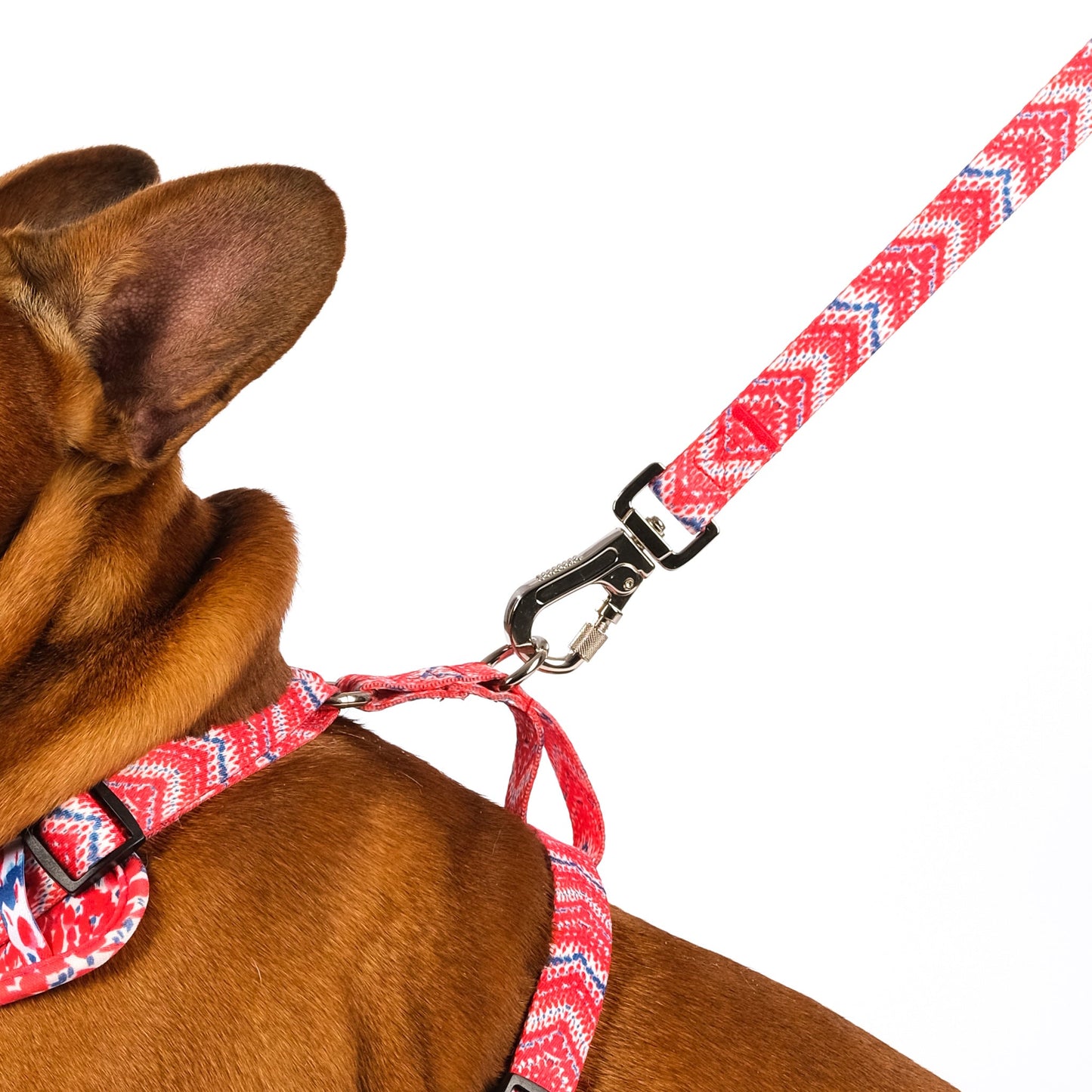 Frenchie dog wearing step in harness with carabiner dog lead 