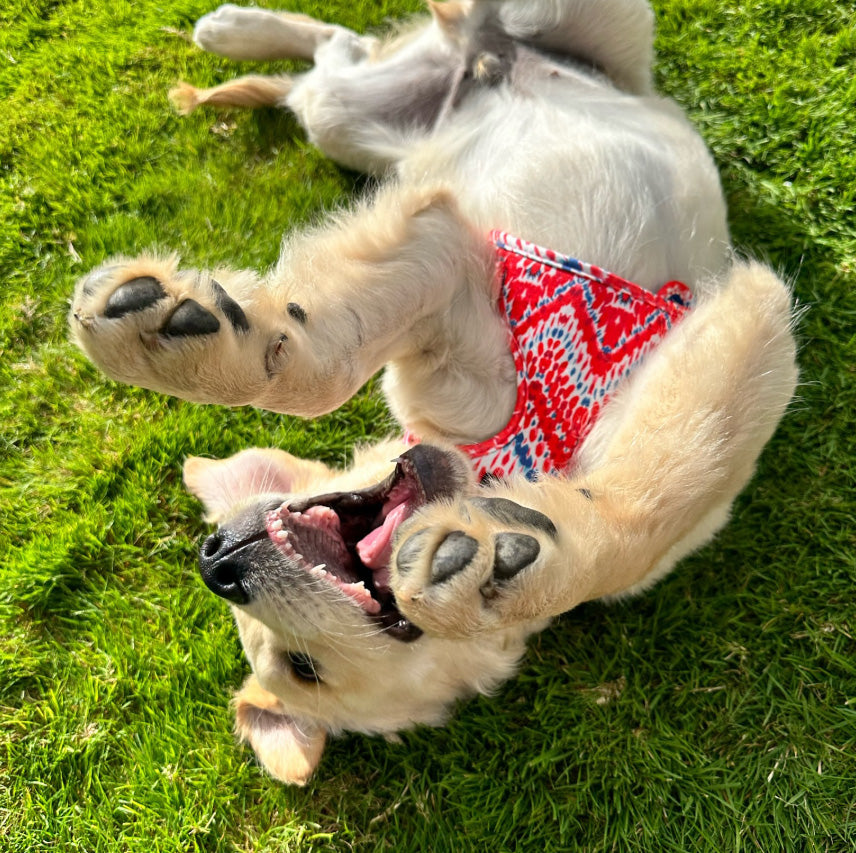 dog rolling on grass wearing a red mesh harness