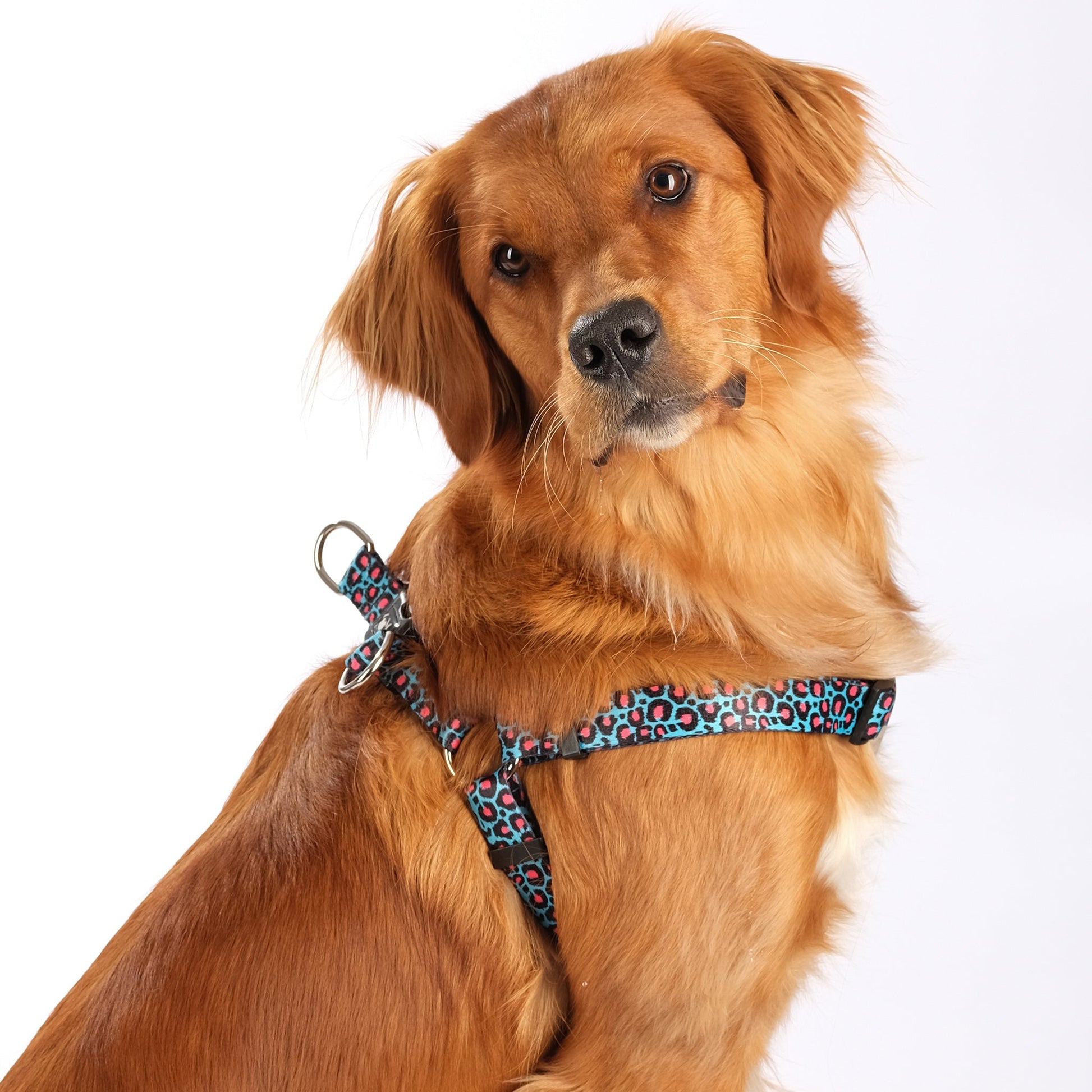 Golden retriever wearing a blue leopard print step in harness