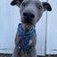 Greyhound wearing the Blue Leopard Print Willow Mesh Harness